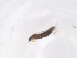  ( - CBG-B21420-G08)  @11 [ ] CreativeCommons - Attribution Share - Alike (2025) Centre for Biodiversity Genomics Centre for Biodiversity Genomics