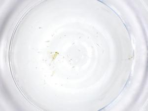  ( - CBG-B21449-H08)  @11 [ ] CreativeCommons - Attribution Share - Alike (2025) Centre for Biodiversity Genomics Centre for Biodiversity Genomics