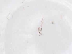  ( - CBG-B21450-D08)  @11 [ ] CreativeCommons - Attribution Share - Alike (2025) Centre for Biodiversity Genomics Centre for Biodiversity Genomics