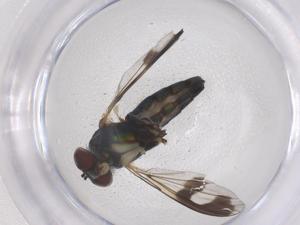  ( - CBG-B21453-E08)  @11 [ ] CreativeCommons - Attribution Share - Alike (2025) Centre for Biodiversity Genomics Centre for Biodiversity Genomics