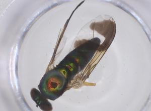  ( - CBG-B21454-E05)  @11 [ ] CreativeCommons - Attribution Share - Alike (2025) Centre for Biodiversity Genomics Centre for Biodiversity Genomics