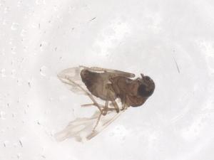  ( - CBG-B21461-H02)  @11 [ ] CreativeCommons - Attribution Share - Alike (2025) Centre for Biodiversity Genomics Centre for Biodiversity Genomics