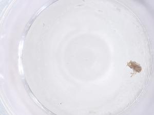  ( - CBG-B21480-A09)  @11 [ ] CreativeCommons - Attribution Share - Alike (2025) Centre for Biodiversity Genomics Centre for Biodiversity Genomics