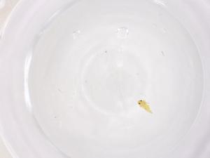  ( - CBG-B22116-A03)  @11 [ ] CreativeCommons - Attribution Share - Alike (2025) Centre for Biodiversity Genomics Centre for Biodiversity Genomics