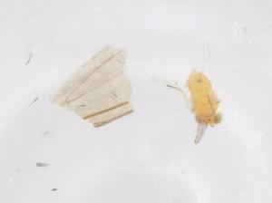  ( - CBG-B22116-E04)  @11 [ ] CreativeCommons - Attribution Share - Alike (2025) Centre for Biodiversity Genomics Centre for Biodiversity Genomics