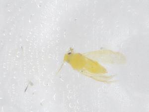  ( - CBG-B22121-F10)  @11 [ ] CreativeCommons - Attribution Share - Alike (2025) Centre for Biodiversity Genomics Centre for Biodiversity Genomics