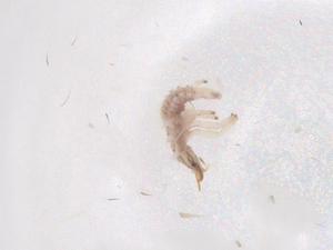  ( - CBG-B22122-B03)  @11 [ ] CreativeCommons - Attribution Share - Alike (2025) Centre for Biodiversity Genomics Centre for Biodiversity Genomics