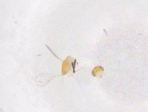  ( - CBG-B22122-D10)  @11 [ ] CreativeCommons - Attribution Share - Alike (2025) Centre for Biodiversity Genomics Centre for Biodiversity Genomics