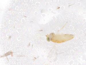  ( - CBG-B22123-G11)  @11 [ ] CreativeCommons - Attribution Share - Alike (2025) Centre for Biodiversity Genomics Centre for Biodiversity Genomics