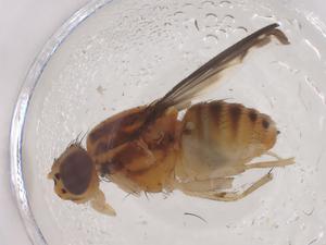  ( - CBG-B22161-B05)  @11 [ ] CreativeCommons - Attribution Share - Alike (2025) Centre for Biodiversity Genomics Centre for Biodiversity Genomics