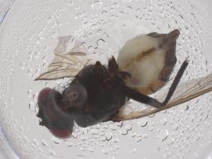  ( - CBG-B22161-C11)  @11 [ ] CreativeCommons - Attribution Share - Alike (2025) Centre for Biodiversity Genomics Centre for Biodiversity Genomics