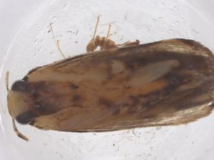  ( - CBG-B22164-B01)  @11 [ ] CreativeCommons - Attribution Share - Alike (2025) Centre for Biodiversity Genomics Centre for Biodiversity Genomics