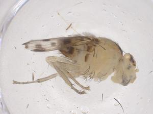  ( - CBG-B22173-G07)  @11 [ ] CreativeCommons - Attribution Share - Alike (2025) Centre for Biodiversity Genomics Centre for Biodiversity Genomics