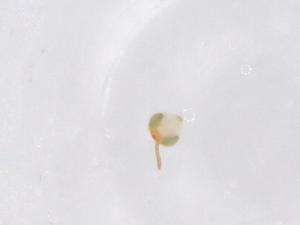  ( - CBG-B22180-B11)  @11 [ ] CreativeCommons - Attribution Share - Alike (2025) Centre for Biodiversity Genomics Centre for Biodiversity Genomics