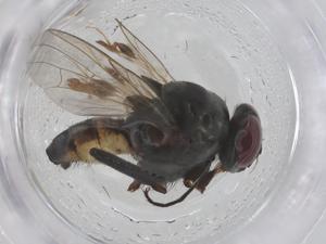  ( - CBG-B22181-D07)  @11 [ ] CreativeCommons - Attribution Share - Alike (2025) Centre for Biodiversity Genomics Centre for Biodiversity Genomics