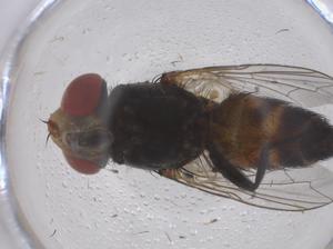  (Protomiltogramma - CBG-B22193-D08)  @11 [ ] CreativeCommons - Attribution Share - Alike (2025) Centre for Biodiversity Genomics Centre for Biodiversity Genomics