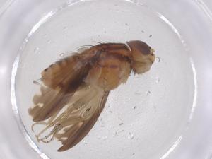  ( - CBG-B22197-C02)  @11 [ ] CreativeCommons - Attribution Share - Alike (2025) Centre for Biodiversity Genomics Centre for Biodiversity Genomics