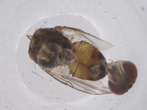  ( - CBG-B23293-E07)  @11 [ ] CreativeCommons - Attribution Share - Alike (2025) Centre for Biodiversity Genomics Centre for Biodiversity Genomics