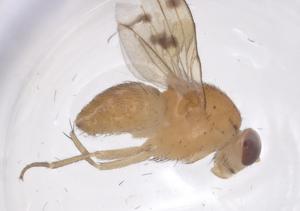  ( - CBG-B23293-H08)  @11 [ ] CreativeCommons - Attribution Share - Alike (2025) Centre for Biodiversity Genomics Centre for Biodiversity Genomics