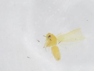  ( - CBG-B23297-E08)  @11 [ ] CreativeCommons - Attribution Share - Alike (2025) Centre for Biodiversity Genomics Centre for Biodiversity Genomics