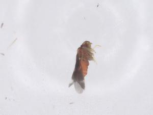  ( - CBG-B23298-E11)  @11 [ ] CreativeCommons - Attribution Share - Alike (2025) Centre for Biodiversity Genomics Centre for Biodiversity Genomics