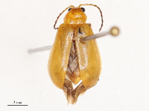  (Aulacophora relicta - CBG-B23309-A07)  @11 [ ] CreativeCommons - Attribution Share - Alike (2025) CBG Photography Group Centre for Biodiversity Genomics
