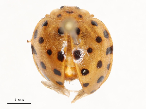  ( - CBG-B23309-C04)  @11 [ ] CreativeCommons - Attribution Share - Alike (2025) CBG Photography Group Centre for Biodiversity Genomics