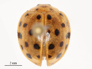  ( - CBG-B23314-C03)  @11 [ ] CreativeCommons - Attribution Share - Alike (2025) CBG Photography Group Centre for Biodiversity Genomics