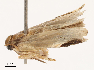  ( - CBG-B23314-F10)  @11 [ ] CreativeCommons - Attribution Share - Alike (2025) CBG Photography Group Centre for Biodiversity Genomics