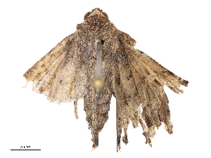  ( - CBG-B23316-B11)  @11 [ ] CreativeCommons - Attribution Share - Alike (2025) CBG Photography Group Centre for Biodiversity Genomics