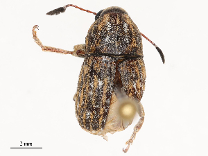  ( - CBG-B23316-E01)  @11 [ ] CreativeCommons - Attribution Share - Alike (2025) CBG Photography Group Centre for Biodiversity Genomics