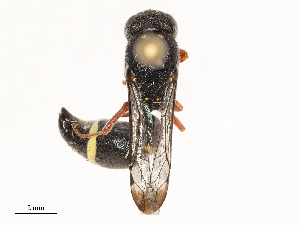  ( - CBG-B23316-F03)  @11 [ ] CreativeCommons - Attribution Share - Alike (2025) CBG Photography Group Centre for Biodiversity Genomics