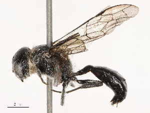  ( - CBG-B23316-H08)  @11 [ ] CreativeCommons - Attribution Share - Alike (2025) CBG Photography Group Centre for Biodiversity Genomics