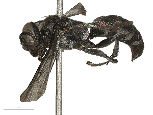  ( - CBG-B23326-G09)  @11 [ ] CreativeCommons - Attribution Share - Alike (2025) CBG Photography Group Centre for Biodiversity Genomics