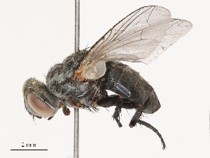  ( - CBG-B23326-H03)  @11 [ ] CreativeCommons - Attribution Share - Alike (2025) CBG Photography Group Centre for Biodiversity Genomics