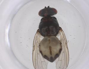  ( - CBG-B23408-A07)  @11 [ ] CreativeCommons - Attribution Share - Alike (2025) Centre for Biodiversity Genomics Centre for Biodiversity Genomics