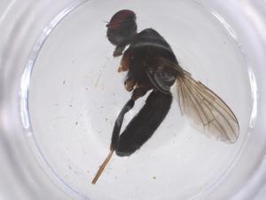  ( - CBG-B23408-E12)  @11 [ ] CreativeCommons - Attribution Share - Alike (2025) Centre for Biodiversity Genomics Centre for Biodiversity Genomics