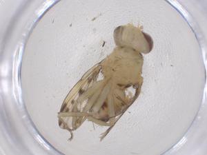  ( - CBG-B23408-F02)  @11 [ ] CreativeCommons - Attribution Share - Alike (2025) Centre for Biodiversity Genomics Centre for Biodiversity Genomics