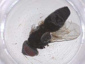  ( - CBG-B23408-G12)  @11 [ ] CreativeCommons - Attribution Share - Alike (2025) Centre for Biodiversity Genomics Centre for Biodiversity Genomics