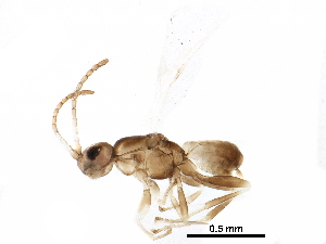  (Neorhacodinae incertae sedis timpaynei - BIOUG22514-D02)  @11 [ ] CreativeCommons - Attribution (2016) CBG Photography Group Centre for Biodiversity Genomics