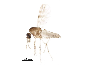  (Culicoides dycei - BIOUG30811-G11)  @11 [ ] CreativeCommons - Attribution (2016) CBG Photography Group Centre for Biodiversity Genomics