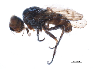  (Leucophora maculipennis - BIOUG13509-H07)  @13 [ ] CreativeCommons - Attribution (2015) CBG Photography Group Centre for Biodiversity Genomics