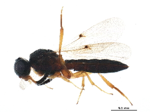  (Sceliomorpha - BIOUG13954-H09)  @13 [ ] CreativeCommons - Attribution (2015) CBG Photography Group Centre for Biodiversity Genomics