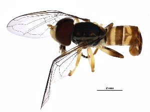  (Toxomerus - BIOUG24424-A08)  @15 [ ] CreativeCommons - Attribution (2015) CBG Photography Group Centre for Biodiversity Genomics