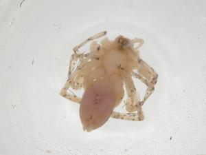  ( - CBG-A09260-D12)  @11 [ ] CreativeCommons - Attribution Share - Alike (2023) Centre for Biodiversity Genomics Centre for Biodiversity Genomics