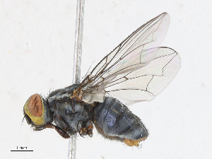  ( - CBG-A13243-E03)  @11 [ ] CreativeCommons - Attribution Share - Alike (2023) CBG Photography Group Centre for Biodiversity Genomics