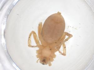  ( - CBG-A13962-A05)  @11 [ ] CreativeCommons - Attribution Share - Alike (2023) Centre for Biodiversity Genomics Centre for Biodiversity Genomics