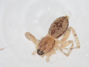  ( - CBG-A13972-B11)  @11 [ ] CreativeCommons - Attribution Share - Alike (2023) Centre for Biodiversity Genomics Centre for Biodiversity Genomics