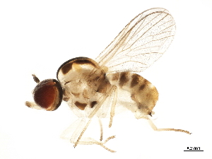  (Psiloderoidini - BIOUG36447-B09)  @11 [ ] CreativeCommons - Attribution (2018) CBG Photography Group Centre for Biodiversity Genomics
