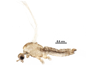  ( - BIOUG27297-C03)  @11 [ ] CreativeCommons - Attribution (2016) CBG Photography Group Centre for Biodiversity Genomics